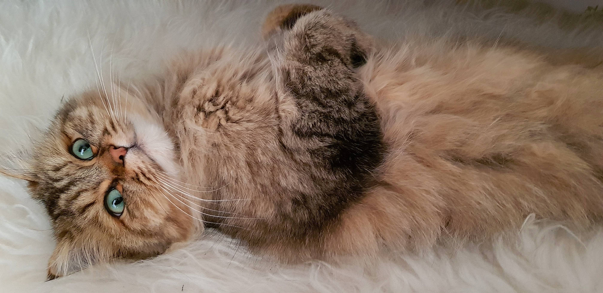 Maïky participe au concours pour gagner de l'argent avec cette photo : british_longhair, carnivore, cat, claw, close_up, comfort, eye, fawn, felidae, fur, grey, masai_lion, nap, paw, small_to_medium_sized_cats, snout, tail, terrestrial_animal, whiskers, wildlife