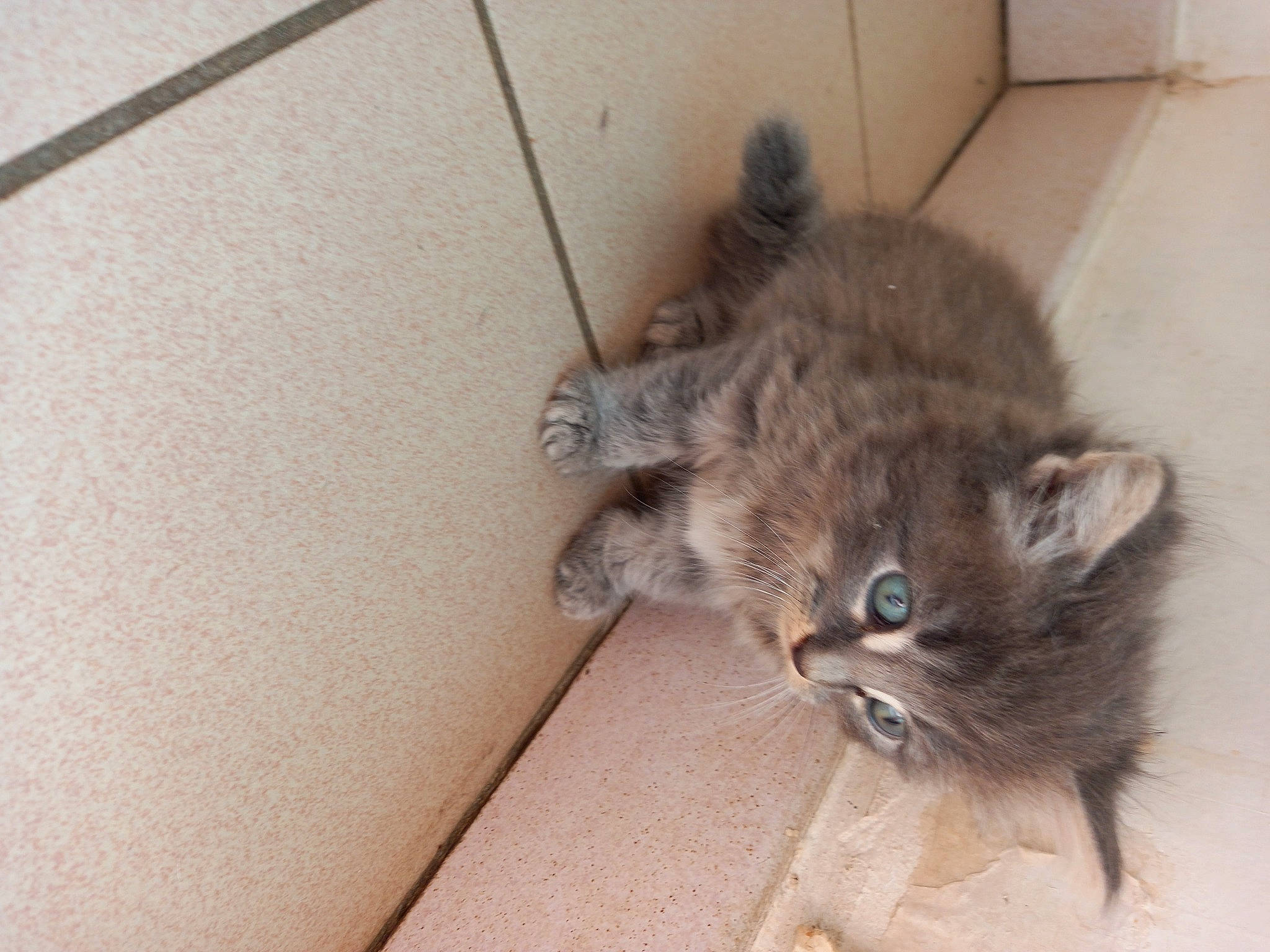 Grispoil participe au concours pour gagner de l'argent avec cette photo : british_longhair, carnivore, cat, claw, comfort, domestic_short_haired_cat, fawn, felidae, flooring, fur, grey, hardwood, paw, small_to_medium_sized_cats, tail, terrestrial_animal, whiskers