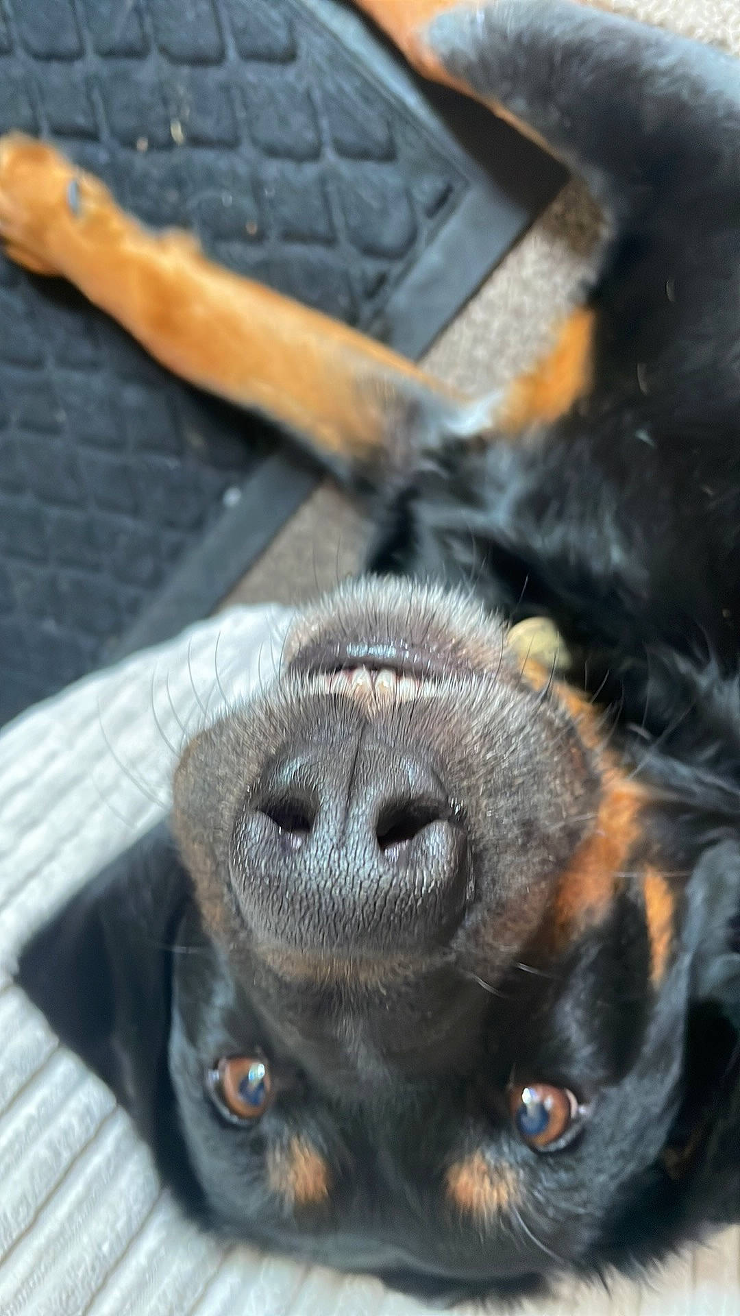 Pluto is registered to the contest to win money with this photo: canidae, carnivore, claw, companion_dog, dog, dog_breed, fawn, fur, guard_dog, liver, paw, primate, snout, sporting_group, terrestrial_animal, whiskers, working_animal, working_dog