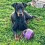 doberman, dog, pet, grass, outdoor, greenery, toy, ball, chewed, stone, nature, animal, canine, laying_down, playful, summer, yard, relaxed, fence, sunlight