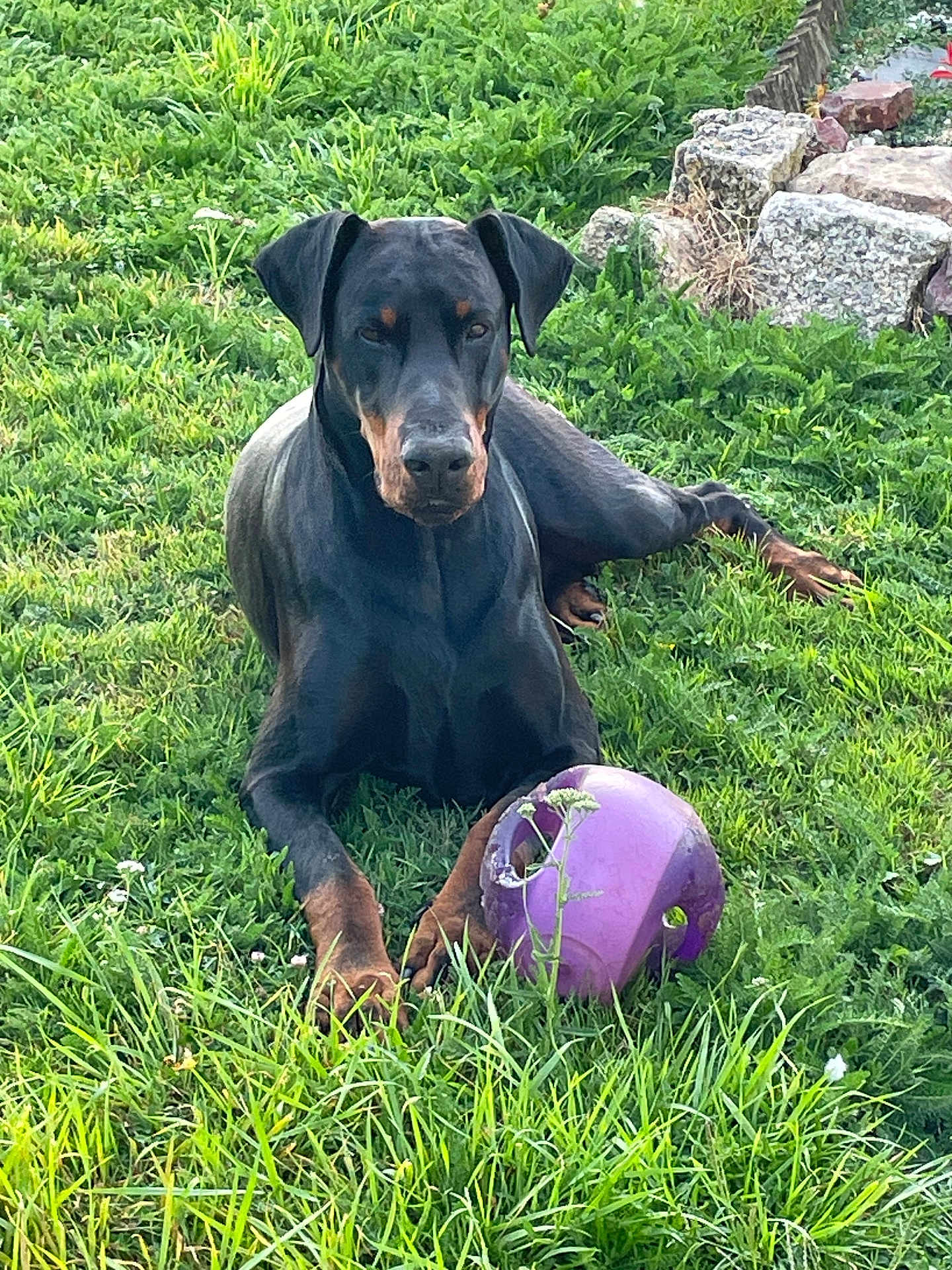 Black participe au concours pour gagner de l'argent avec cette photo : doberman, dog, pet, grass, outdoor, greenery, toy, ball, chewed, stone, nature, animal, canine, laying_down, playful, summer, yard, relaxed, fence, sunlight