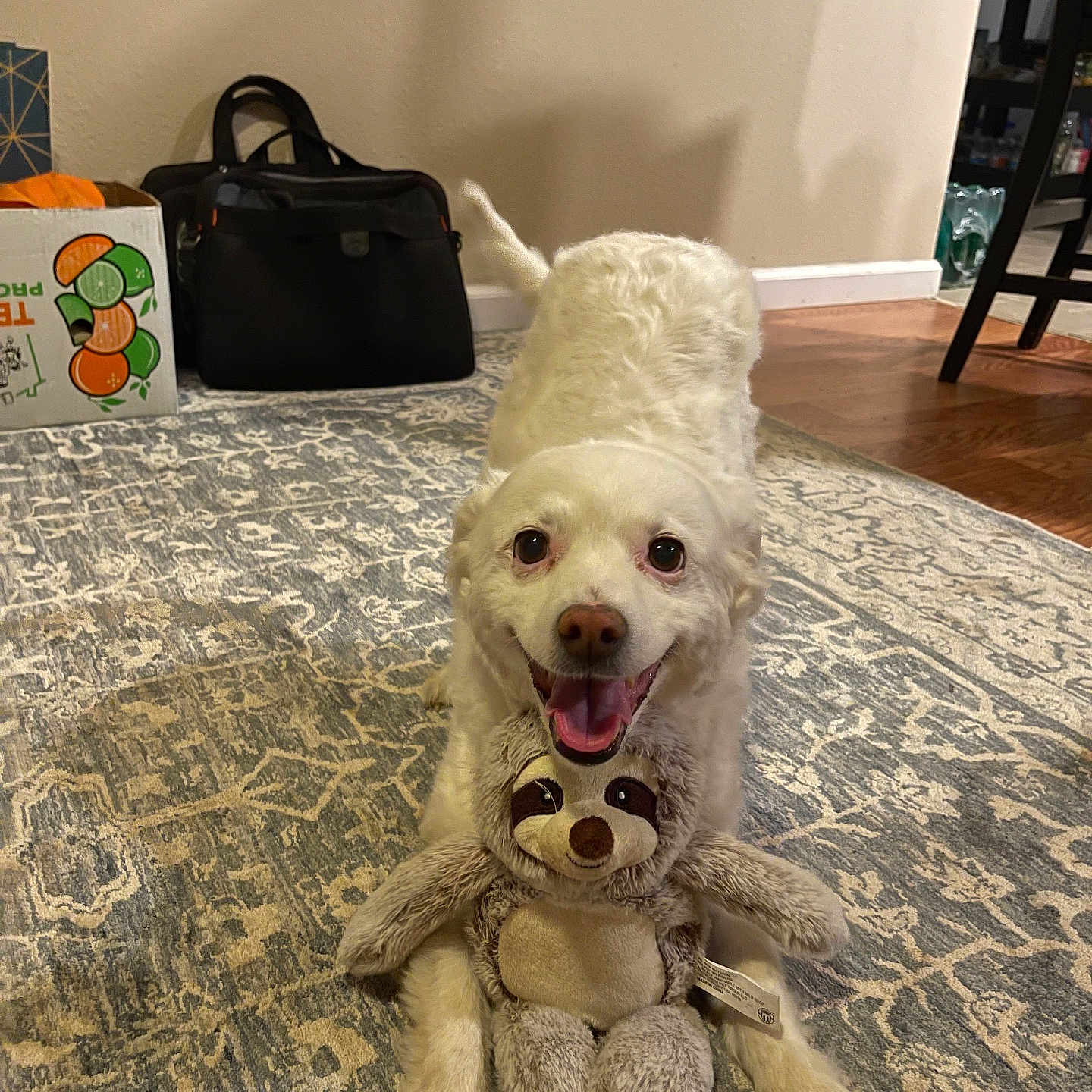 Kandy joined the competition — help win amazing prizes! bag, box, carpet, chair, dog, eyes, hardwood_floor, home_interior, indoor, nose, paws, pet, playful, rug, sloth_toy, smiling, stuffed_animal, tongue_out, toy, white_dog