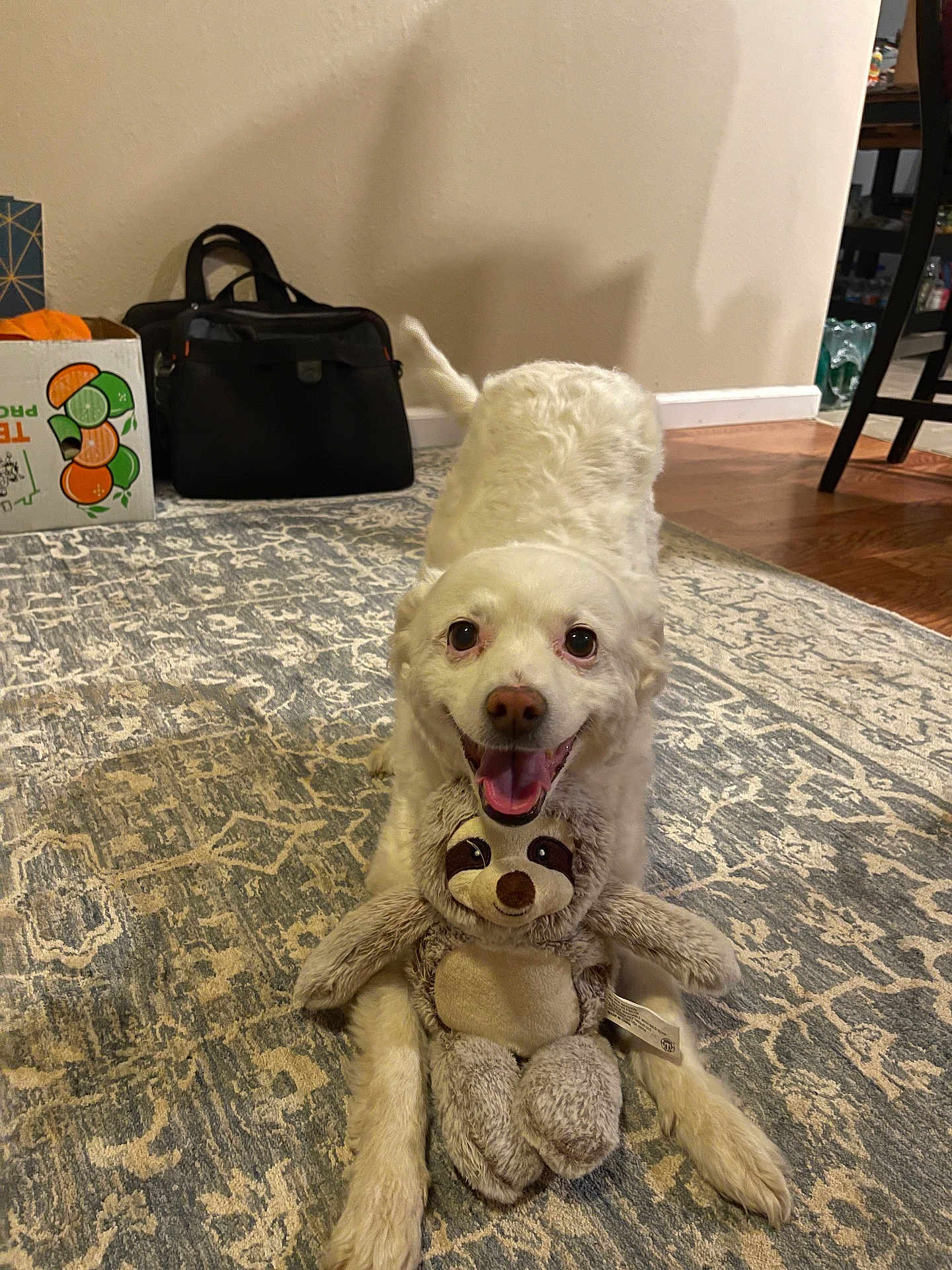 Kandy joined the competition — help win amazing prizes! dog, white_dog, pet, stuffed_animal, sloth_toy, toy, rug, carpet, indoor, smiling, tongue_out, playful, paws, eyes, nose, hardwood_floor, box, bag, chair, home_interior
