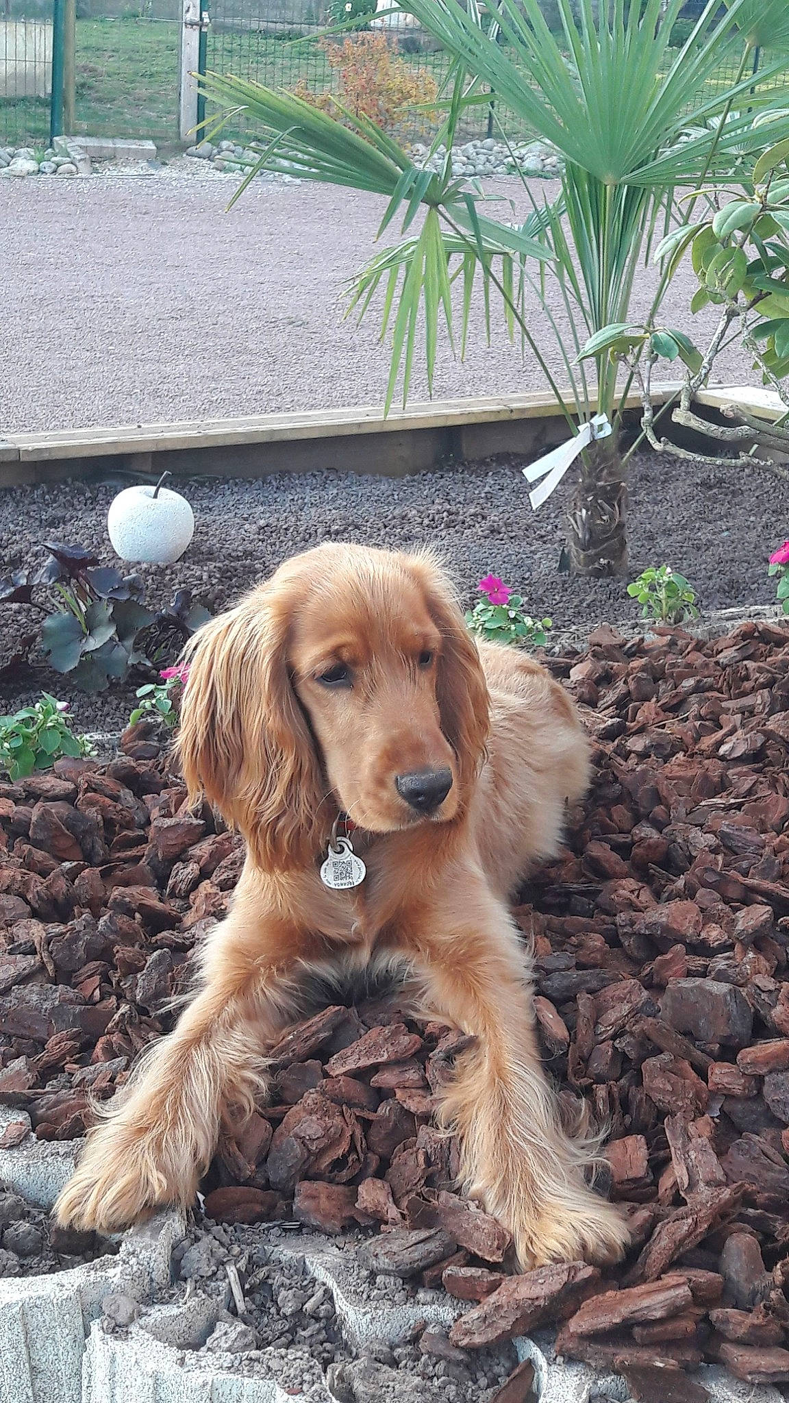 Milka a rejoint le concours — aidez-le/la à gagner de superbes lots ! canidae, carnivore, companion_dog, dog, dog_breed, fawn, fur, grass, gun_dog, hunting_dog, liver, plant, soil, spaniel, sporting_group, terrestrial_animal, working_animal