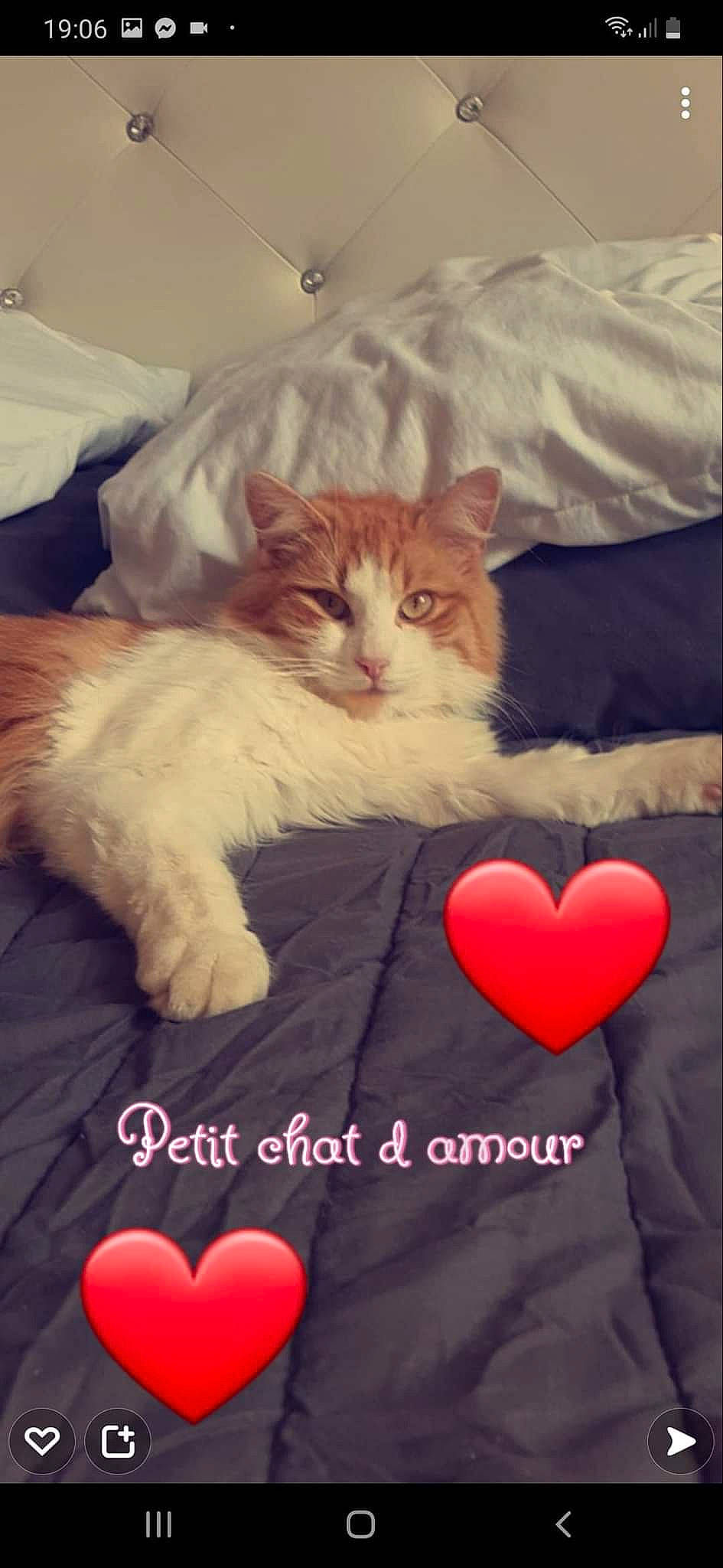 Cannabis a rejoint le concours — aidez-le/la à gagner de superbes lots ! bed, carnivore, cat, comfort, companion_dog, fawn, felidae, font, fur, gesture, happy, lap, love, paw, photo_caption, sitting, small_to_medium_sized_cats, tail, textile, whiskers