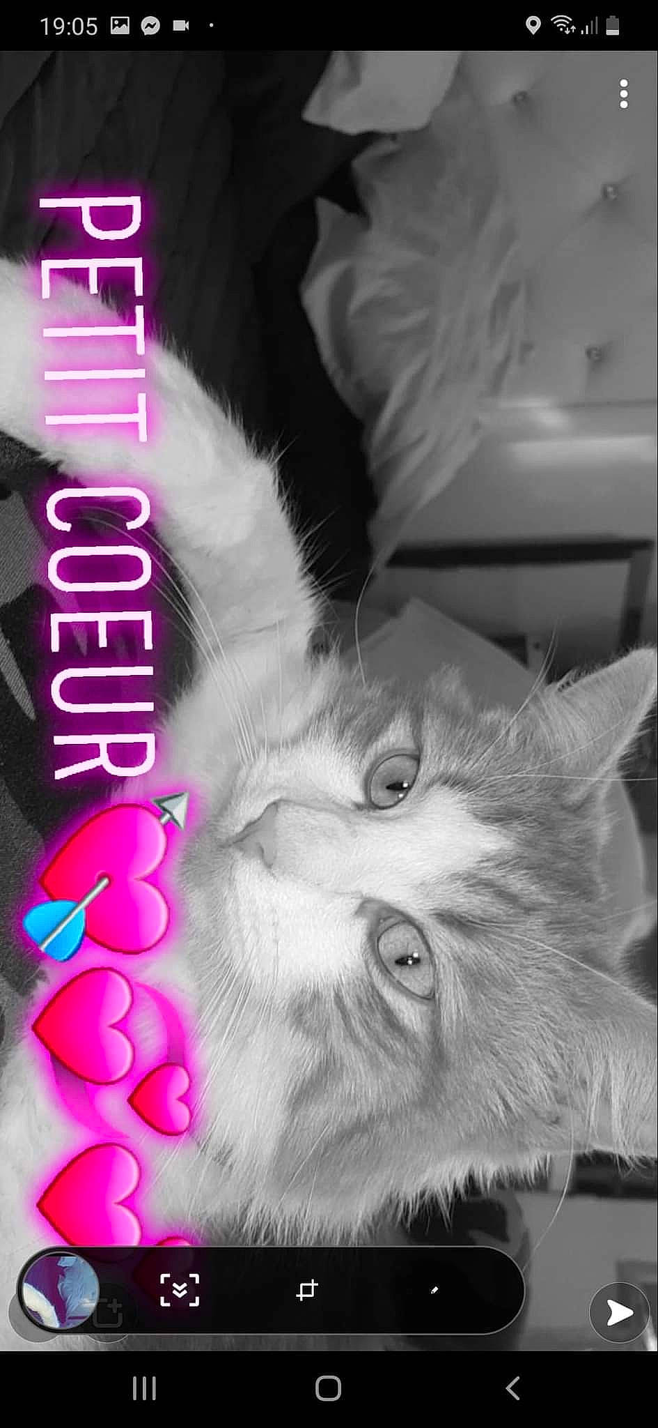 Cannabis participe au concours pour gagner de l'argent avec cette photo : beauty, black, carnivore, cat, close_up, ear, felidae, font, mammal, monochrome, monochrome_photography, organism, paw, photograph, small_to_medium_sized_cats, snapshot, snout, vertebrate, whiskers, white