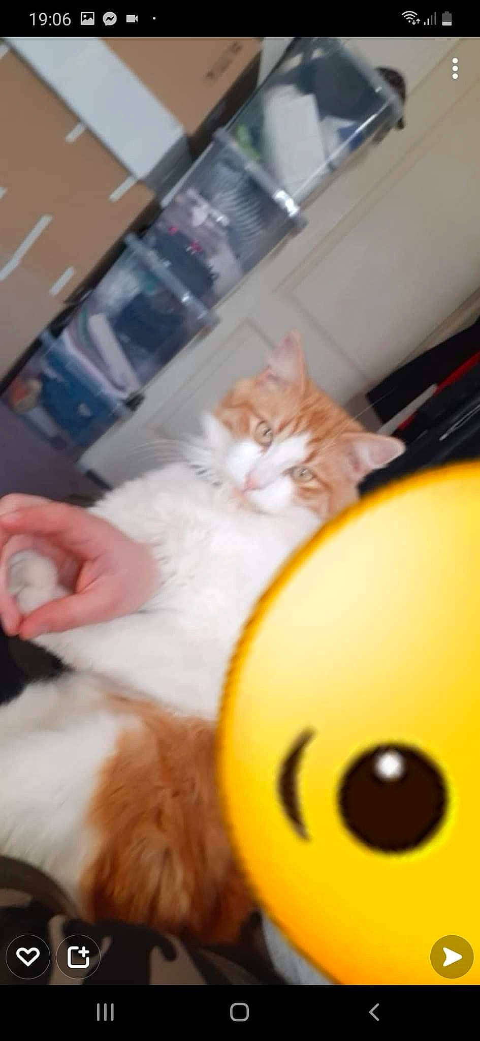 Cannabis a rejoint le concours — aidez-le/la à gagner de superbes lots ! box, carnivore, cat, claw, comfort, domestic_short_haired_cat, eye, fawn, felidae, fur, iris, mammal, nose, paw, small_to_medium_sized_cats, tail, toy, vertebrate, whiskers, wood