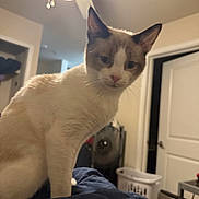 Jabba is registered to the contest to win money with this photo: cat, indoor, bedroom, ceiling_fan, laundry_basket, furniture, door, blanket, pet, animal, curious, fur, blue, cream, brown, home, cozy, relaxed, light, unimpressed