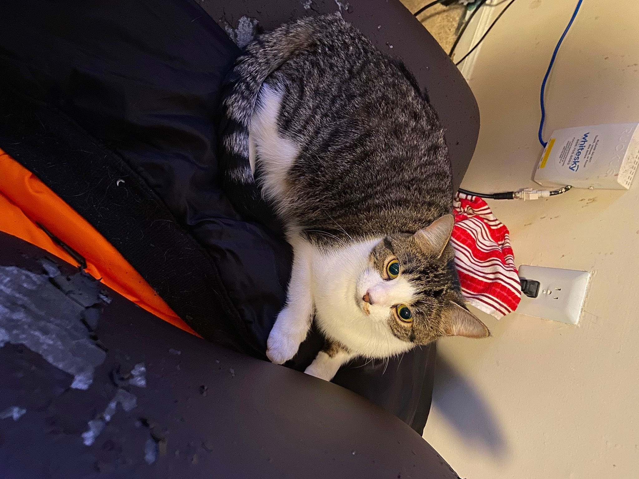 Princess is registered to the contest to win money with this photo: canidae, carnivore, cat, claw, comfort, domestic_short_haired_cat, felidae, fur, nap, paw, small_to_medium_sized_cats, snout, tail, whiskers