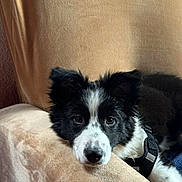 Ohana a rejoint le concours — aidez-le/la à gagner de superbes lots ! animal, black_and_white, canine, closeup, couch, cute, dog, domestic_animal, fur, furniture, harness, head_resting, indoor, looking, pet, portrait, puppy, relaxed, resting, soft_texture