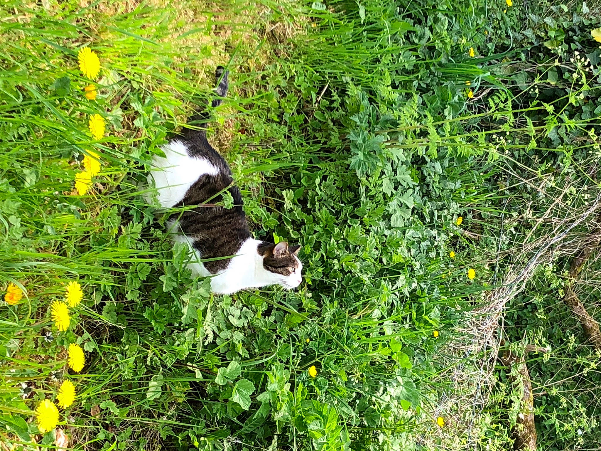 Guipsy a rejoint le concours — aidez-le/la à gagner de superbes lots ! carnivore, cat, felidae, flower, flowering_plant, grass, grass_family, grassland, groundcover, herbaceous_plant, lawn, meadow, natural_landscape, nature_reserve, plant, plant_community, shrub, small_to_medium_sized_cats, subshrub, tail