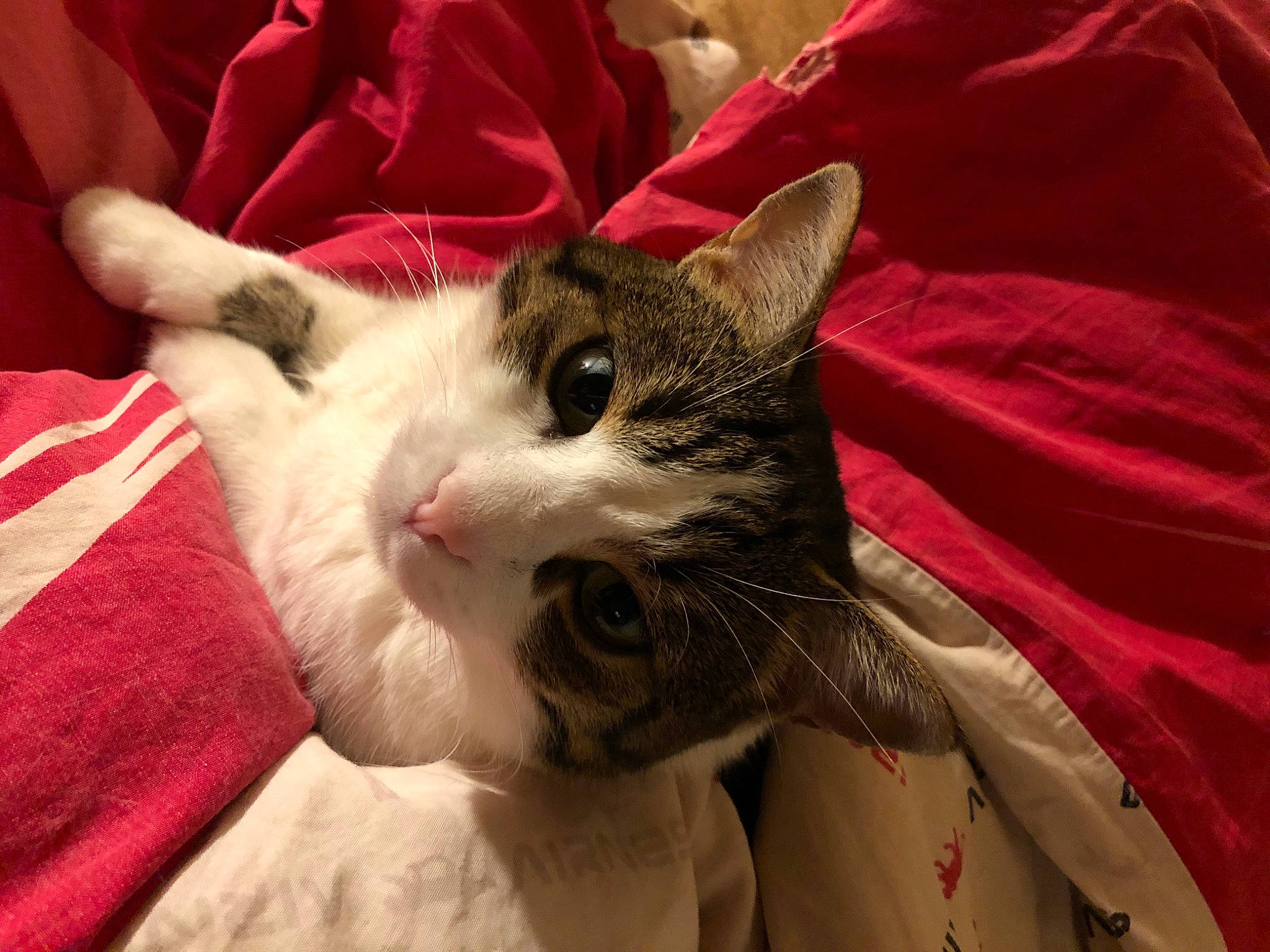 Guipsy a rejoint le concours — aidez-le/la à gagner de superbes lots ! carmine, carnivore, cat, claw, comfort, domestic_short_haired_cat, eye, felidae, fur, linens, nail, nap, paw, small_to_medium_sized_cats, snout, whiskers