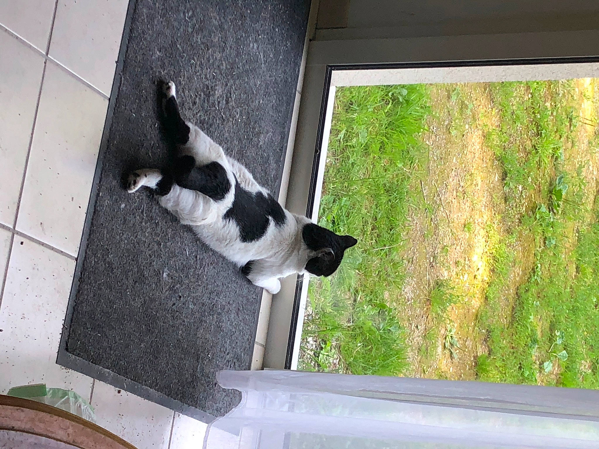 Aramis a rejoint le concours — aidez-le/la à gagner de superbes lots ! carnivore, companion_dog, dog, dog_breed, door, fawn, felidae, flooring, grass, line, plant, shade, shadow, small_to_medium_sized_cats, sporting_group, tail, tints_and_shades, whiskers, window, wood