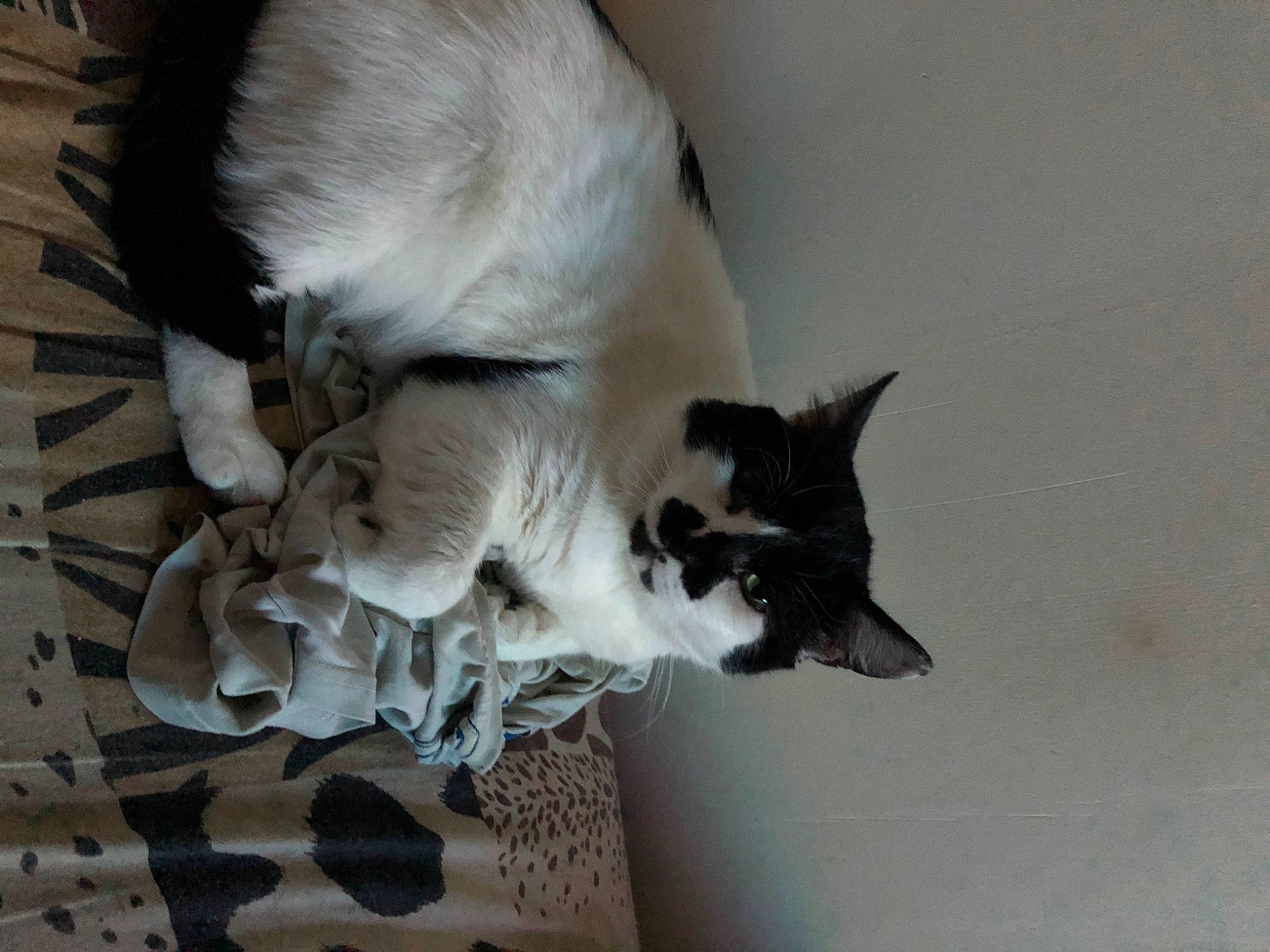 Aramis a rejoint le concours — aidez-le/la à gagner de superbes lots ! balinese, canidae, carnivore, cat, claw, dog_breed, domestic_short_haired_cat, fawn, felidae, fur, grey, hardwood, paw, small_to_medium_sized_cats, tail, thai, whiskers, wood