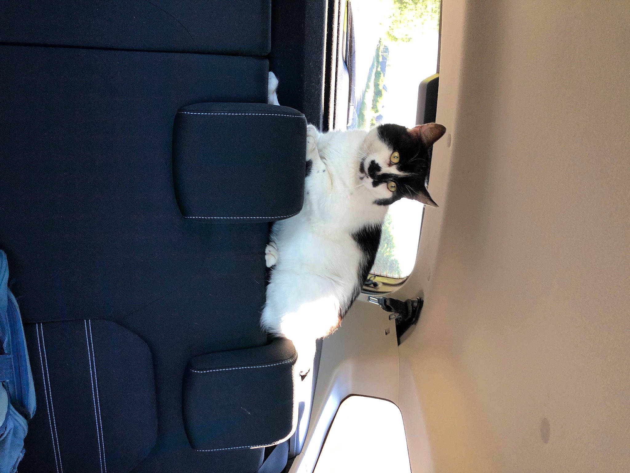 Aramis participe au concours pour gagner de l'argent avec cette photo : auto_part, automotive_design, automotive_exterior, automotive_window_part, car_seat, carnivore, cat, felidae, fixture, fur, glass, motor_vehicle, personal_luxury_car, small_to_medium_sized_cats, tail, vehicle, vehicle_door, whiskers, windshield, wood