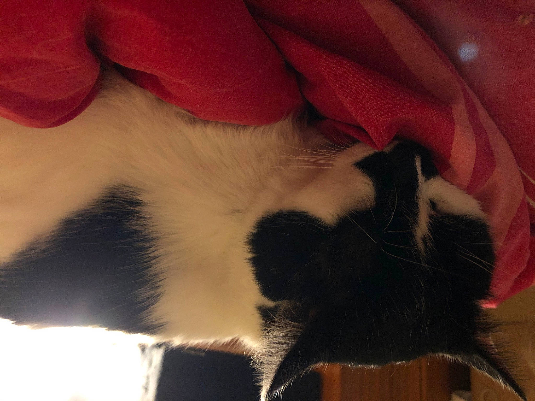 Aramis a rejoint le concours — aidez-le/la à gagner de superbes lots ! canidae, carmine, carnivore, cat, claw, comfort, dog_breed, fawn, felidae, foot, fur, gesture, human_leg, nail, paw, plant, small_to_medium_sized_cats, snout, tail, whiskers