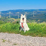 Spookye a rejoint le concours — aidez-le/la à gagner de superbes lots ! blue_sky, bridge, cable_stayed_bridge, canine, daytime, dog, grass, gravel_path, happy_dog, harness, landscape, mountains, nature, outdoor, pets, scenic_view, summer, sunny, tongue_out, white_dog