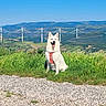 blue_sky, bridge, cable_stayed_bridge, canine, daytime, dog, grass, gravel_path, happy_dog, harness, landscape, mountains, nature, outdoor, pets, scenic_view, summer, sunny, tongue_out, white_dog