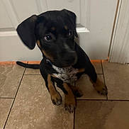 Jojo is registered to the contest to win money with this photo: puppy, dog, black, tan, sitting, floor, tile, door, indoor, pet, young, cute, animal, canine, ears, collar, looking, fur, paw, tail