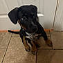 puppy, dog, black, tan, sitting, floor, tile, door, indoor, pet, young, cute, animal, canine, ears, collar, looking, fur, paw, tail