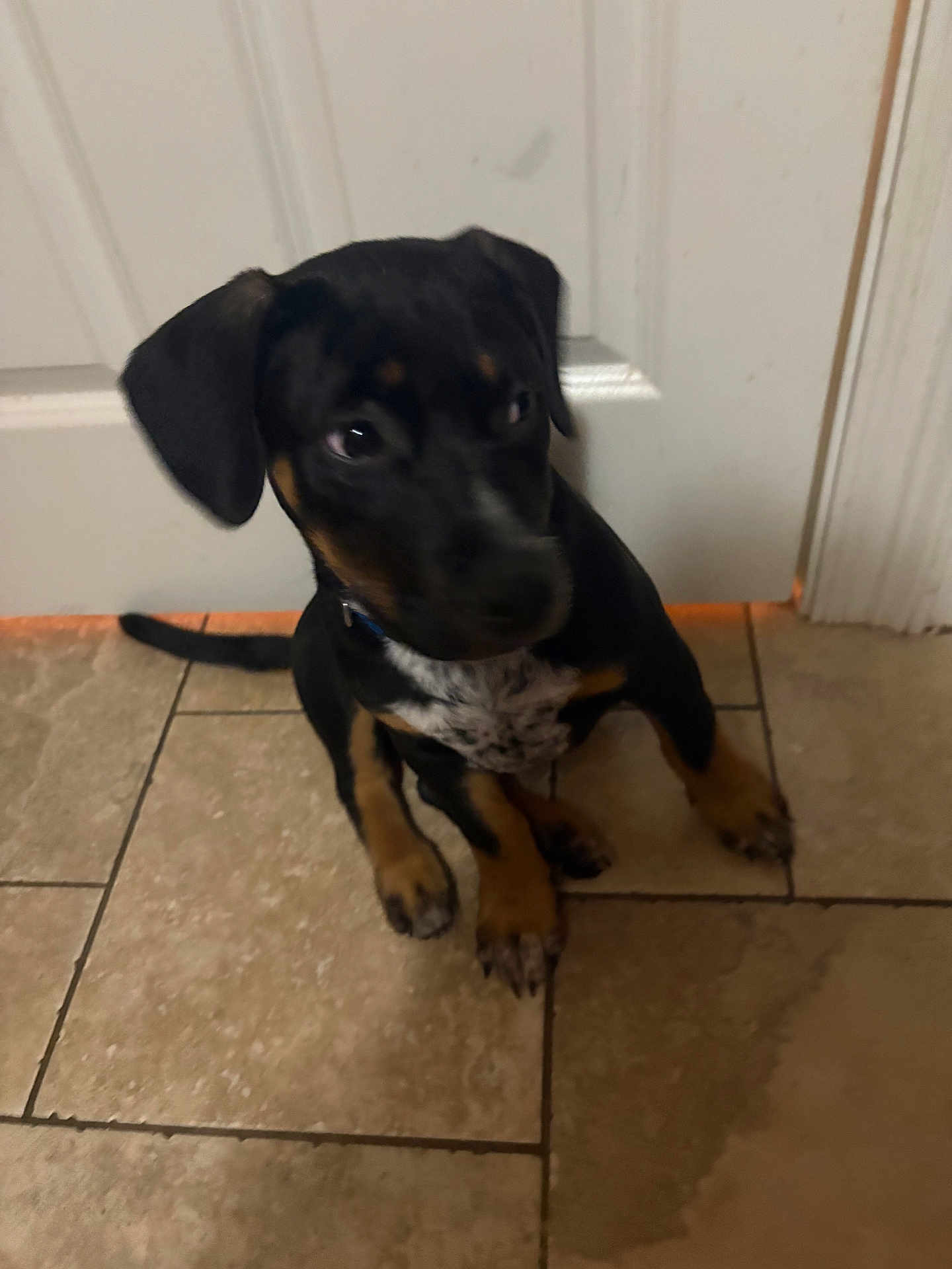 Jojo is registered to the contest to win money with this photo: puppy, dog, black, tan, sitting, floor, tile, door, indoor, pet, young, cute, animal, canine, ears, collar, looking, fur, paw, tail