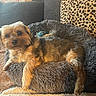 animal, black_nose, blanket, brown_fur, companion, couch, cozy, cute, dog, fur, home_interior, indoor, leopard_print, looking_at_camera, pet_bed, pillow, relaxed, resting, small_dog, soft_texture