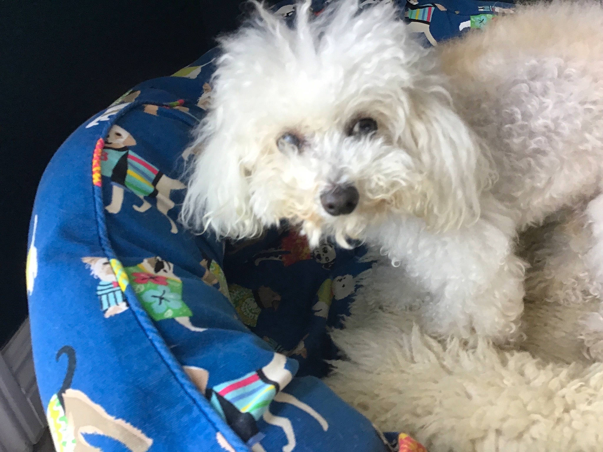 Scruffles is registered to the contest to win money with this photo: bichon, bolognese, canidae, carnivore, companion_dog, dog, dog_breed, dog_supply, fur, maltepoo, mammal, poodle, poodle_crossbreed, puppy, small_terrier, terrier, toy_dog, vertebrate, water_dog, working_animal