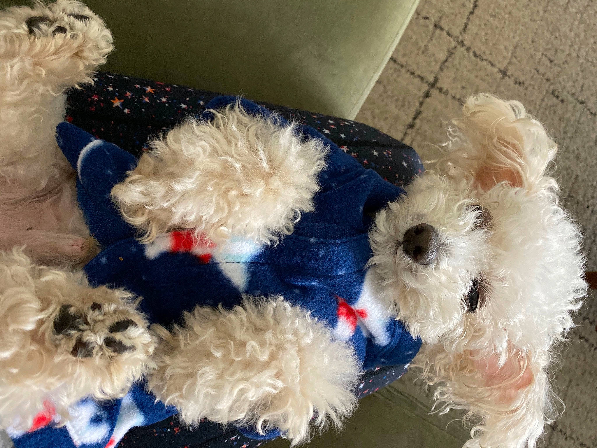 Scruffles is registered to the contest to win money with this photo: canidae, carnivore, companion_dog, dog, dog_breed, dog_supply, pet_supply, plastic, poodle_crossbreed, small_terrier, toy_dog, water_dog, working_animal