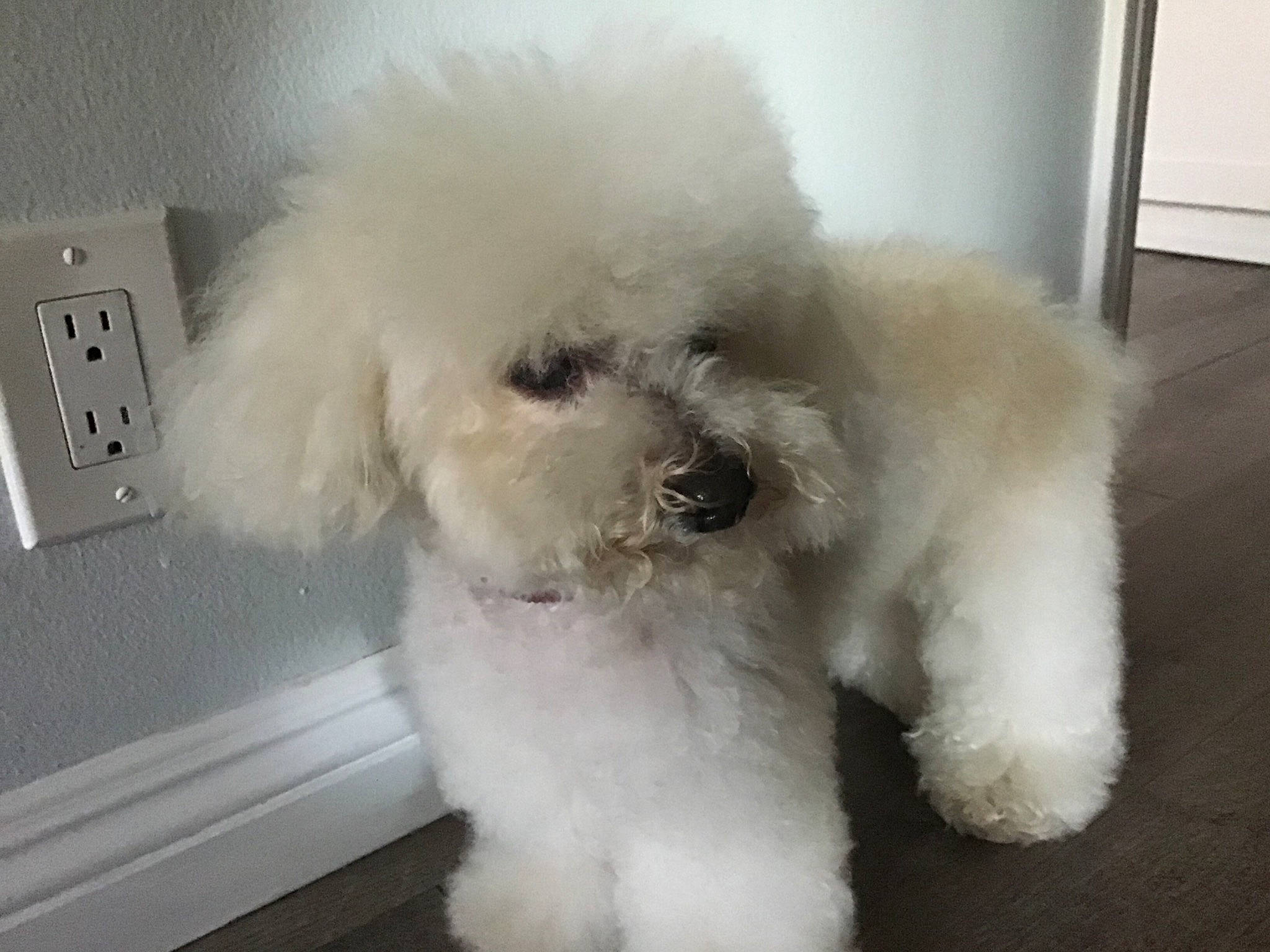 Scruffles joined the competition — help win amazing prizes! bichon, canidae, carnivore, companion_dog, dog, dog_breed, floor, fur, light_switch, mammal, poodle, power_plugs_and_sockets, snout, switch, toy_dog, vertebrate, wall_plate, wall_socket, water_dog, working_animal