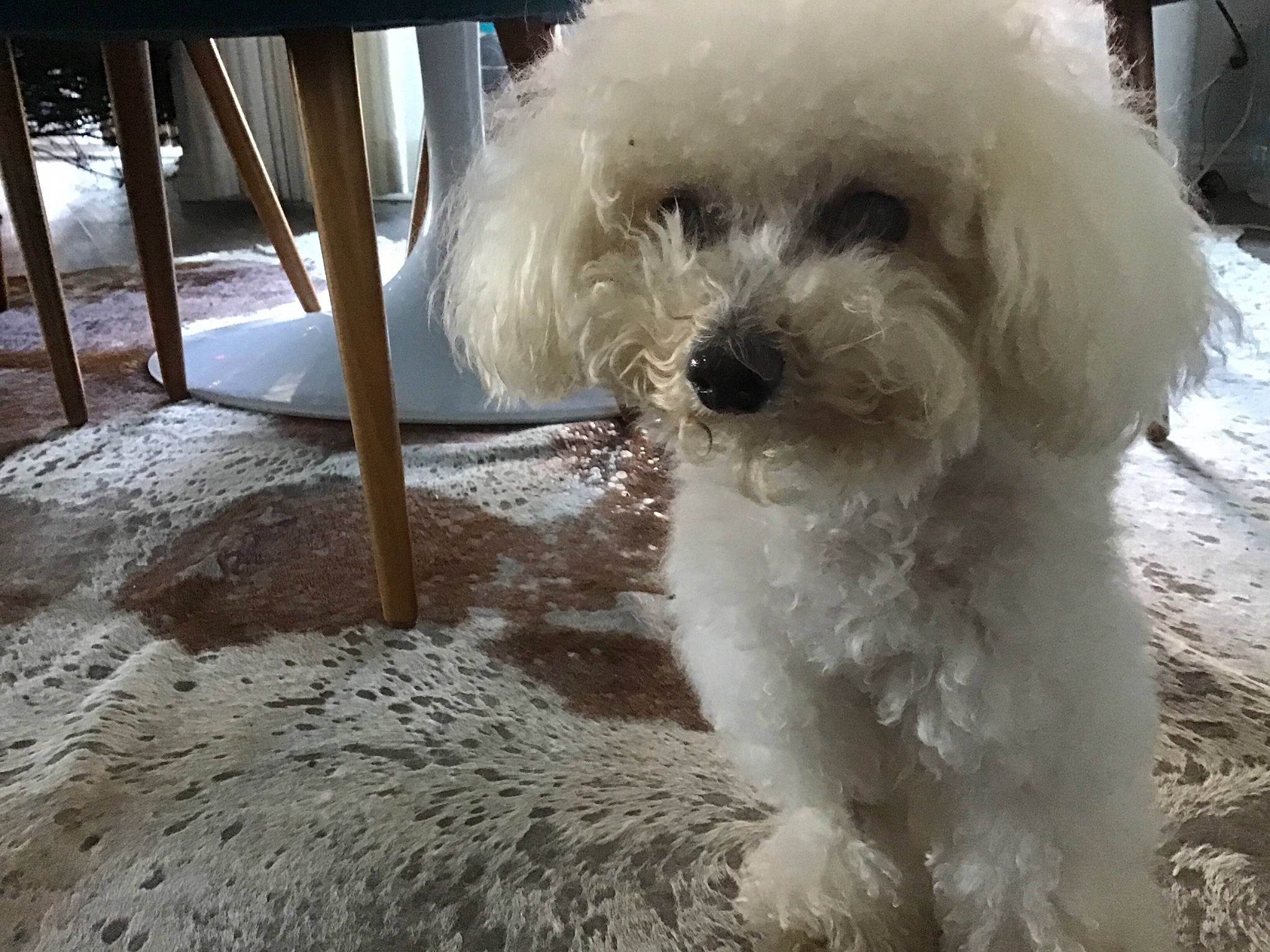 Scruffles is registered to the contest to win money with this photo: bichon, bichon_frise, bolognese, canidae, carnivore, companion_dog, dog, dog_breed, fur, maltepoo, non_sporting_group, poodle, poodle_crossbreed, snout, snow, sporting_group, toy_dog, vertebrate, water_dog, working_animal