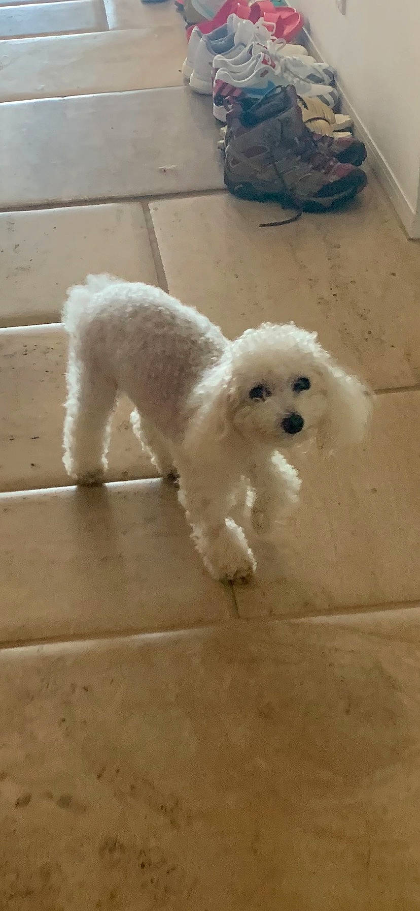 Scruffles is registered to the contest to win money with this photo: bichon, bichon_frise, canidae, carnivore, companion_dog, dog, dog_breed, floor, flooring, mammal, non_sporting_group, pet_supply, poodle, poodle_crossbreed, snout, sporting_group, toy_dog, vertebrate, water_dog, working_animal