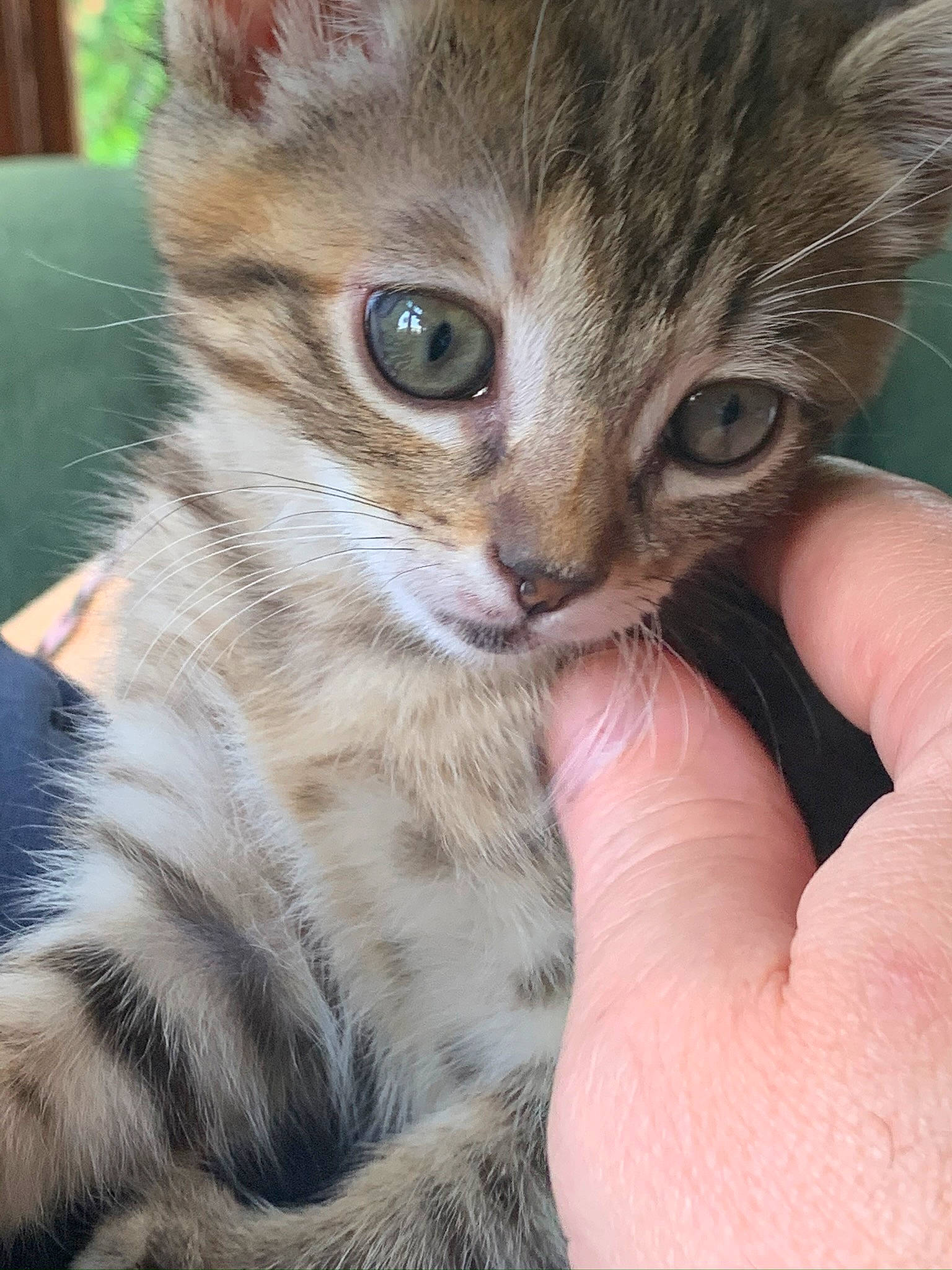 Athena is registered to the contest to win money with this photo: carnivore, cat, domestic_short_haired_cat, fawn, felidae, finger, fur, human, iris, kitten, nail, skin, small_to_medium_sized_cats, snout, tabby_cat, terrestrial_animal, thumb, toe, vertebrate, whiskers