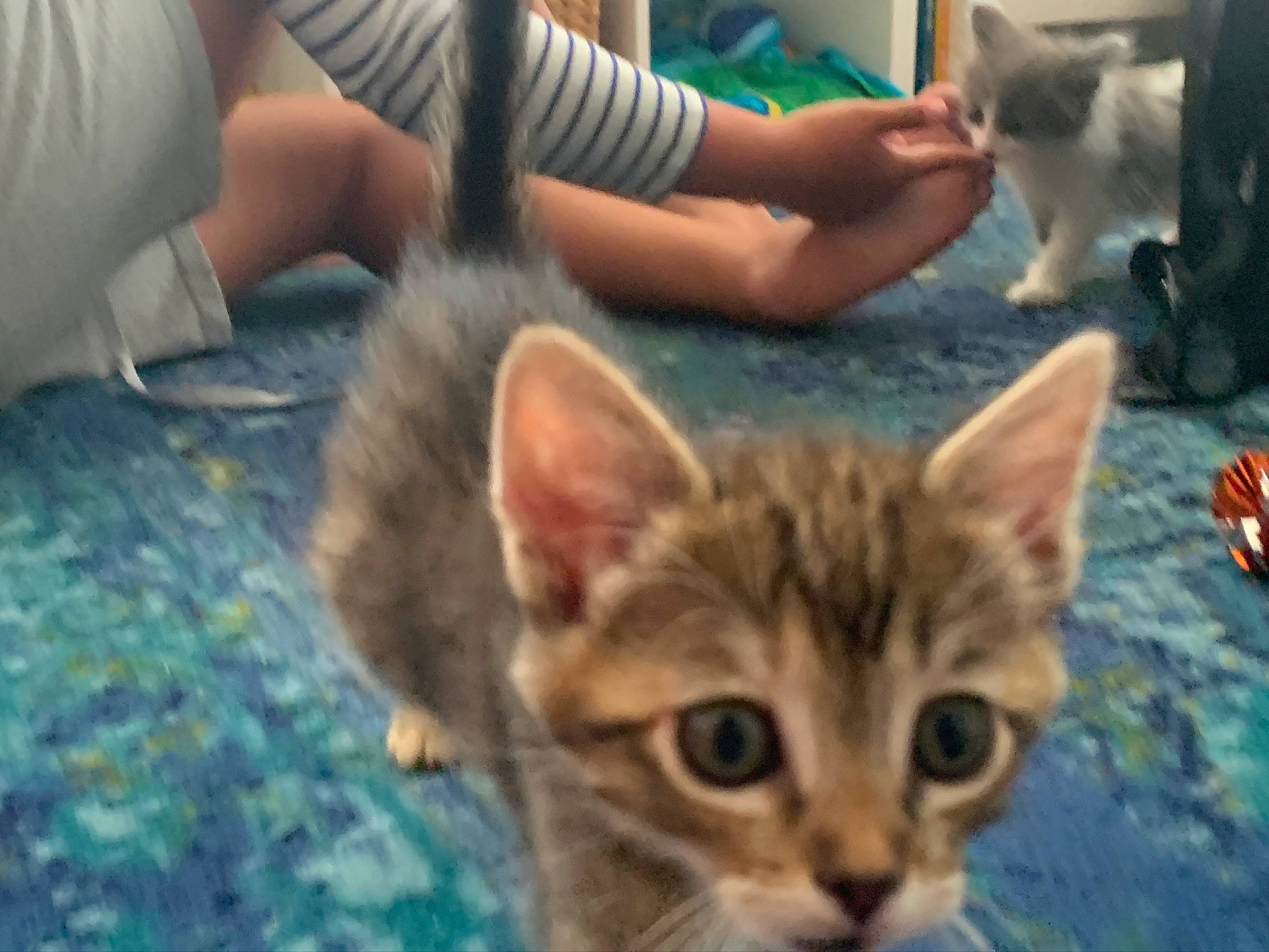 Athena joined the competition — help win amazing prizes! carnivore, cat, curious, domestic_short_haired_cat, fawn, felidae, foot, fur, human, iris, kitten, nail, organism, skin, small_to_medium_sized_cats, snout, toe, vertebrate, whiskers