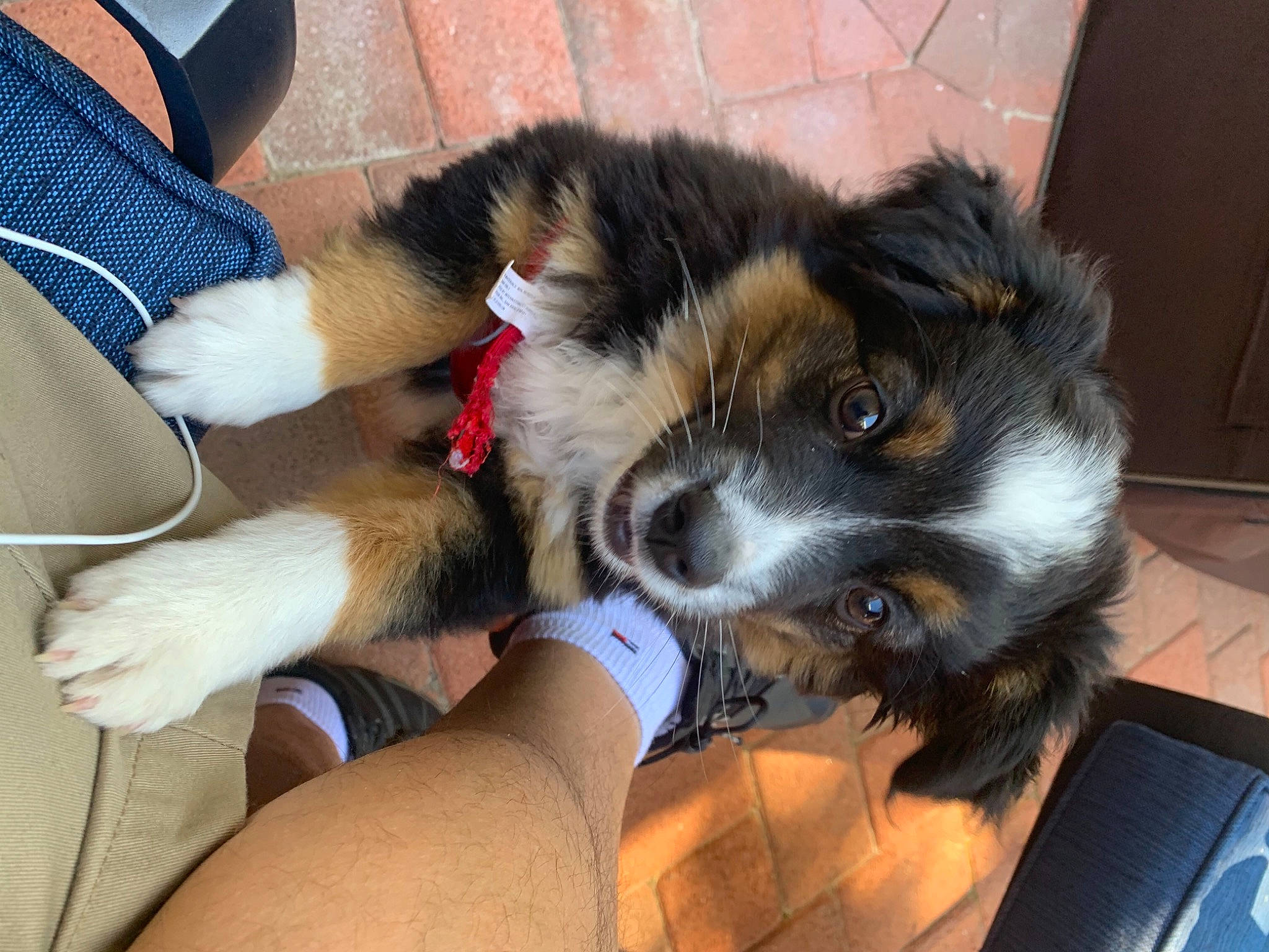 Penny is registered to the contest to win money with this photo: canidae, carnivore, comfort, companion_dog, dog, dog_breed, fawn, felidae, fur, non_sporting_group, paw, puppy, puppy_love, small_to_medium_sized_cats, snout, sporting_group, terrier, toy_dog, working_animal, working_dog