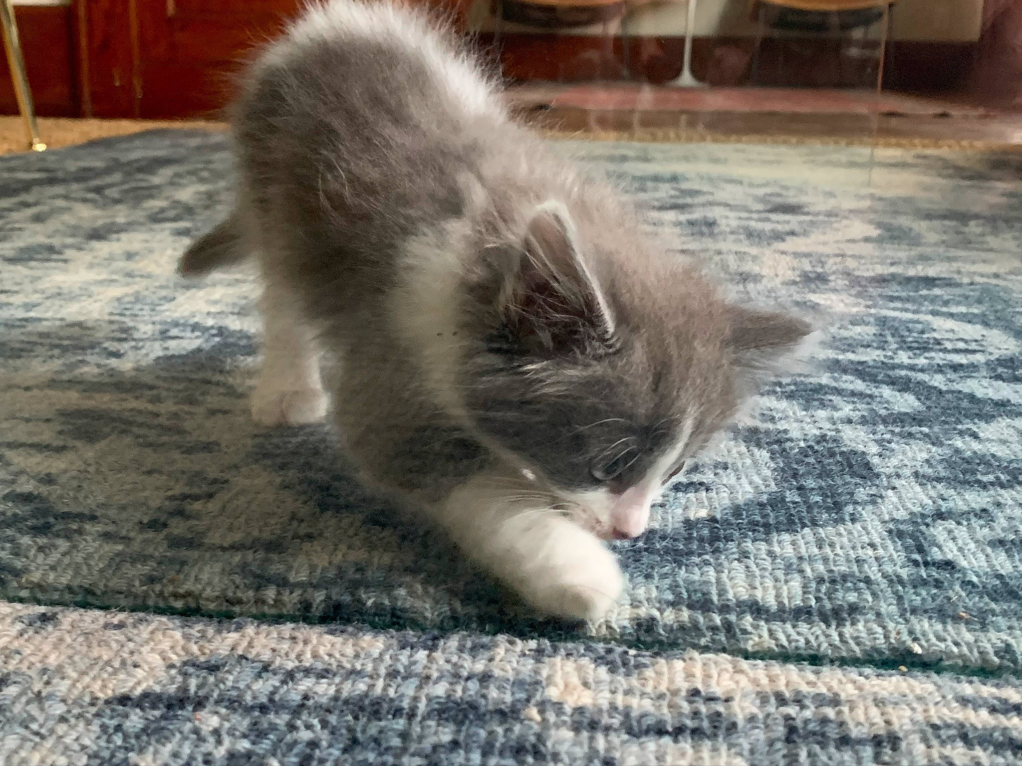 Crookshanks is registered to the contest to win money with this photo: carnivore, carpet, cat, felidae, floor, flooring, fur, paw, small_to_medium_sized_cats, tail, whiskers