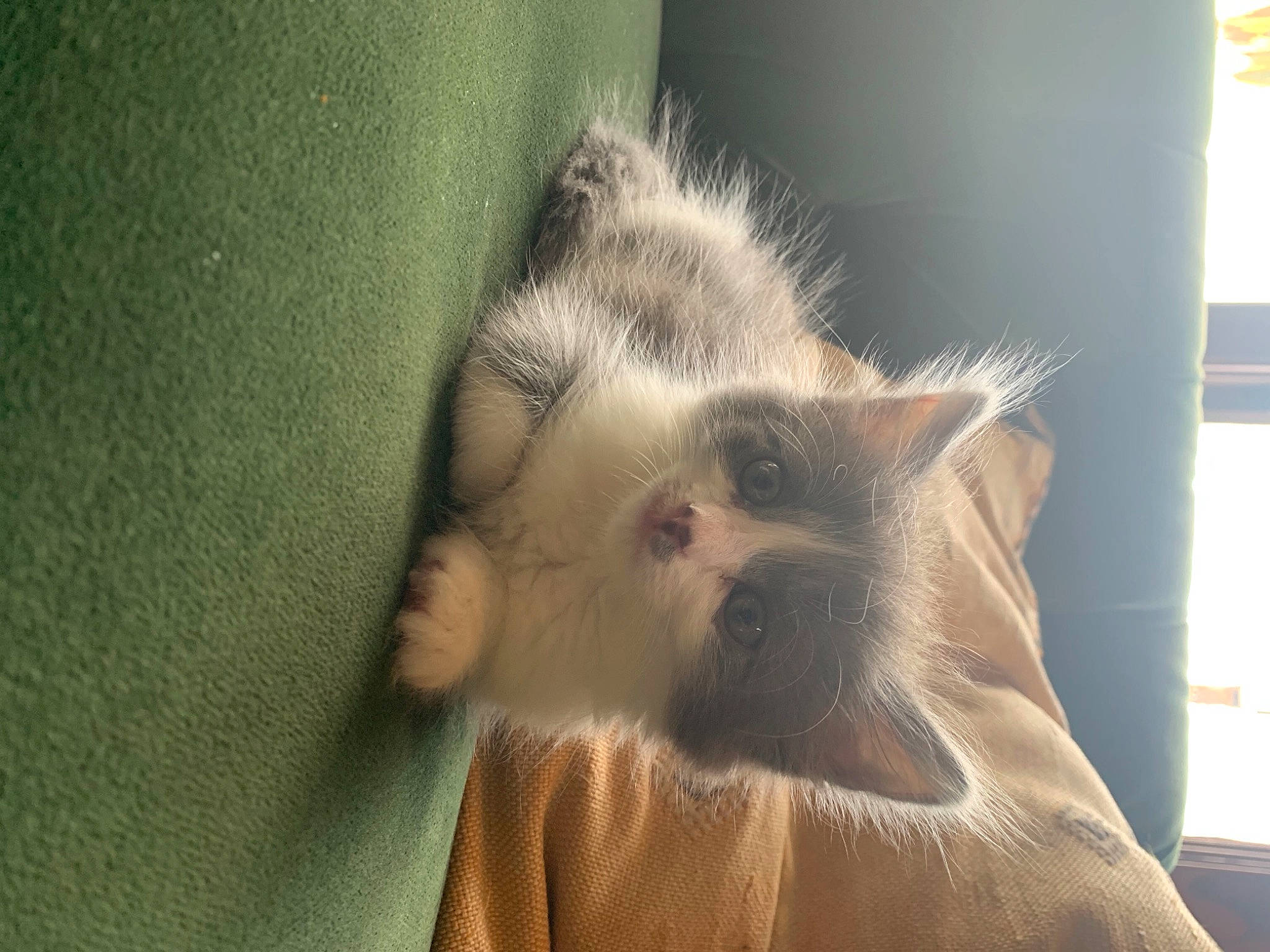 Crookshanks is registered to the contest to win money with this photo: beige, blond, cat, close_up, curious, fawn, felidae, fur, iris, khaki, kitten, liver, peach, primate, skin, small_to_medium_sized_cats, snout, tan, terrestrial_animal, whiskers