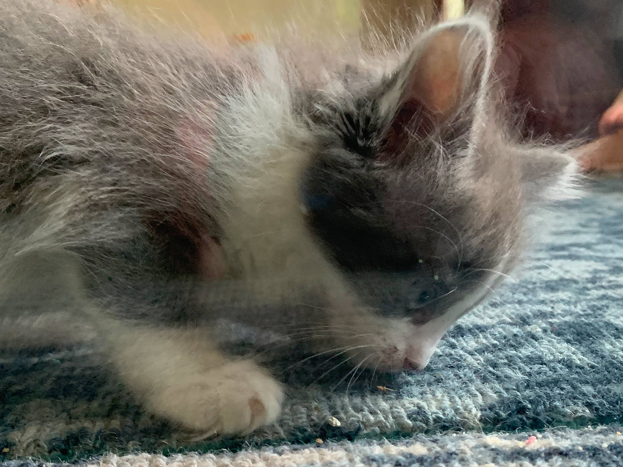 Crookshanks joined the competition — help win amazing prizes! carnivore, cat, fawn, felidae, fur, paw, small_to_medium_sized_cats, snout, terrestrial_animal, vertebrate, whiskers