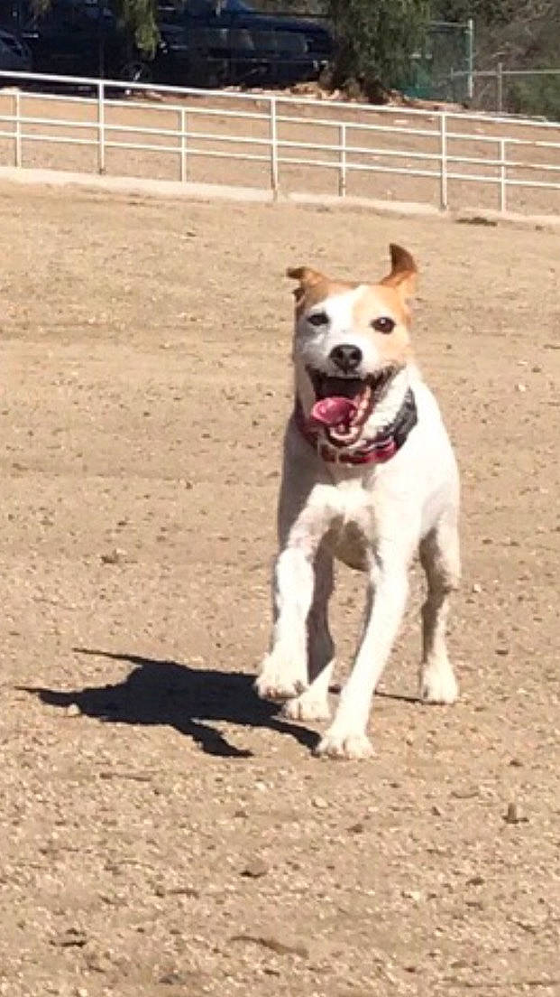 Kookaburra joined the competition — help win amazing prizes! canidae, carnivore, collar, companion_dog, dog, dog_breed, dog_collar, dog_supply, fawn, home_fencing, hunting_dog, mammal, pet_supply, snout, soil, sporting_group, tail, terrestrial_animal, vertebrate, working_animal