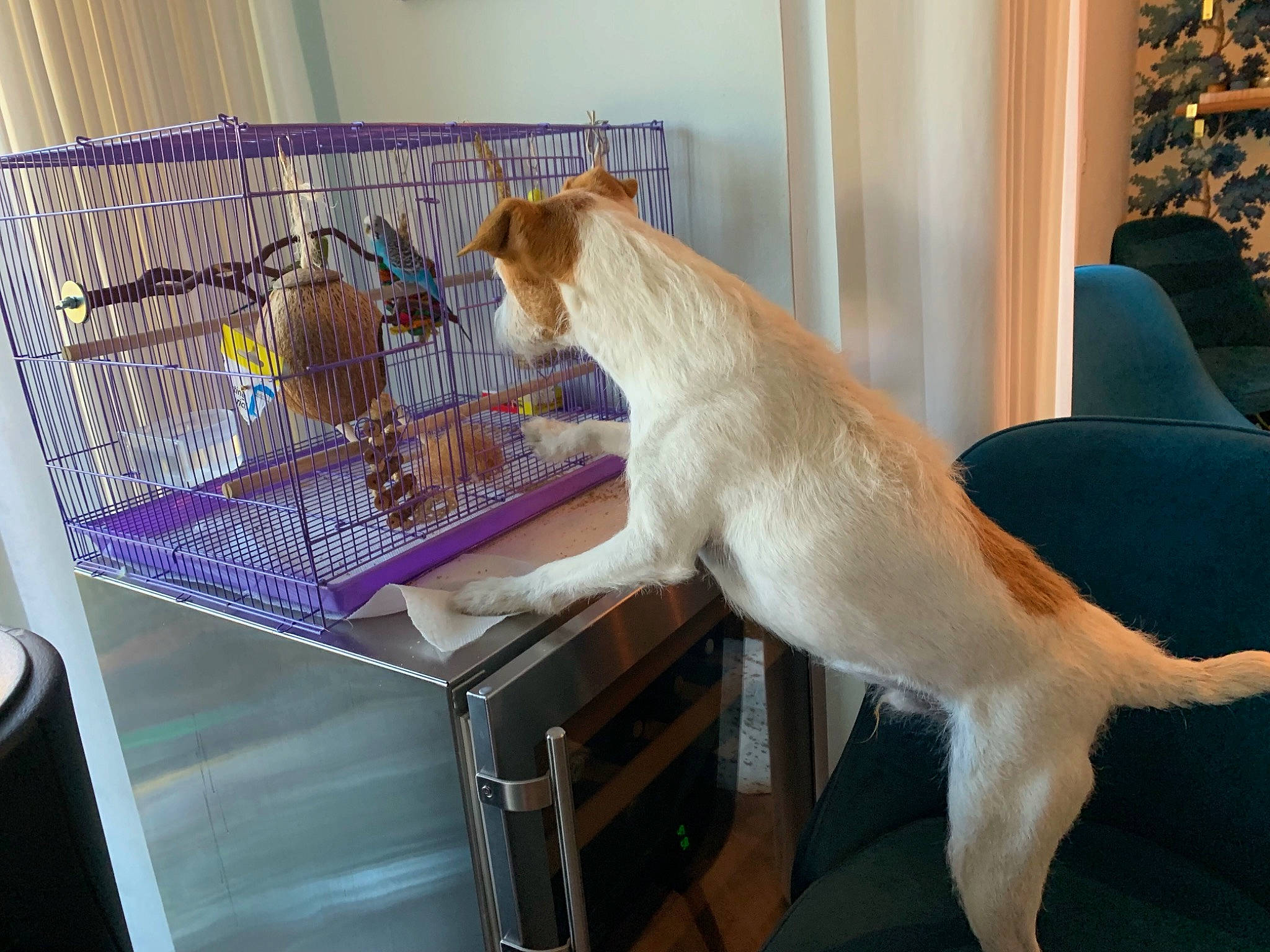 Kookaburra joined the competition — help win amazing prizes! animal_shelter, cage, carnivore, cat, claw, dog_crate, dog_supply, fawn, felidae, fur, kennel, mesh, pet_supply, snout, tail, vertebrate, whiskers