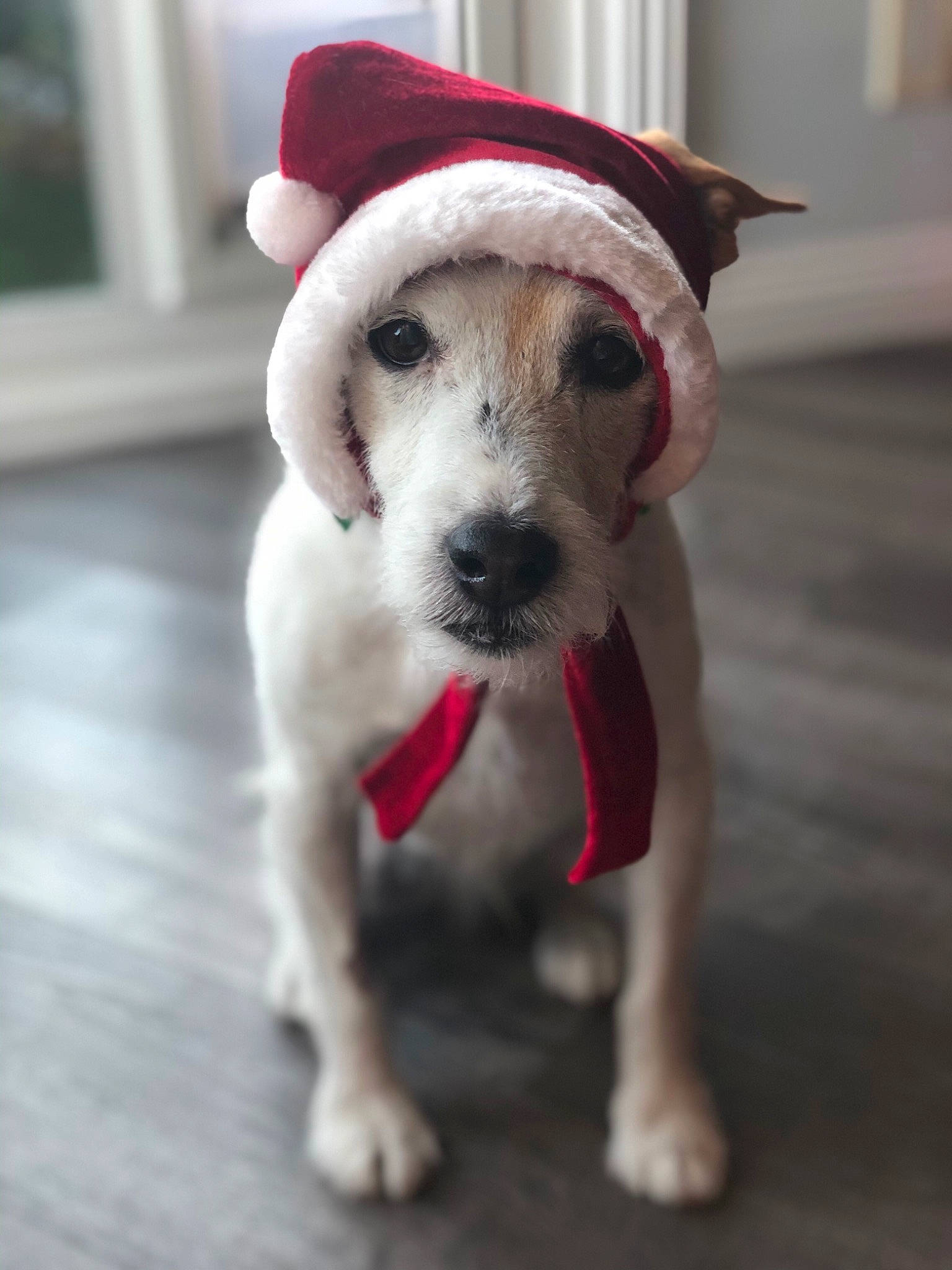 Kookaburra joined the competition — help win amazing prizes! canidae, carmine, carnivore, collar, companion_dog, costume_hat, dog, dog_breed, dog_clothes, dog_collar, dog_supply, fawn, fur, pet_supply, puppy, snout, sporting_group, tongue, whiskers, working_animal