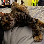 Juliet joined the competition — help win amazing prizes! cat, tabby, pet, animal, fur, whiskers, face, eyes, paws, lying_down, relaxed, sleepy, bed, bedroom, blanket, indoors, portrait, close_up, cozy, home