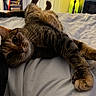animal, bed, bedroom, blanket, cat, close_up, cozy, eyes, face, fur, home, indoors, lying_down, paws, pet, portrait, relaxed, sleepy, tabby, whiskers