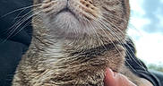Juliet joined the competition — help win amazing prizes! cat, tabby, feline, close_up, portrait, green_eyes, whiskers, striped_fur, ears, nose, face, animal, pet, being_held, hand, car, vehicle_interior, window, daylight, serious_expression
