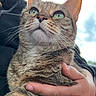 animal, being_held, car, cat, close_up, daylight, ears, face, feline, green_eyes, hand, nose, pet, portrait, serious_expression, striped_fur, tabby, vehicle_interior, whiskers, window