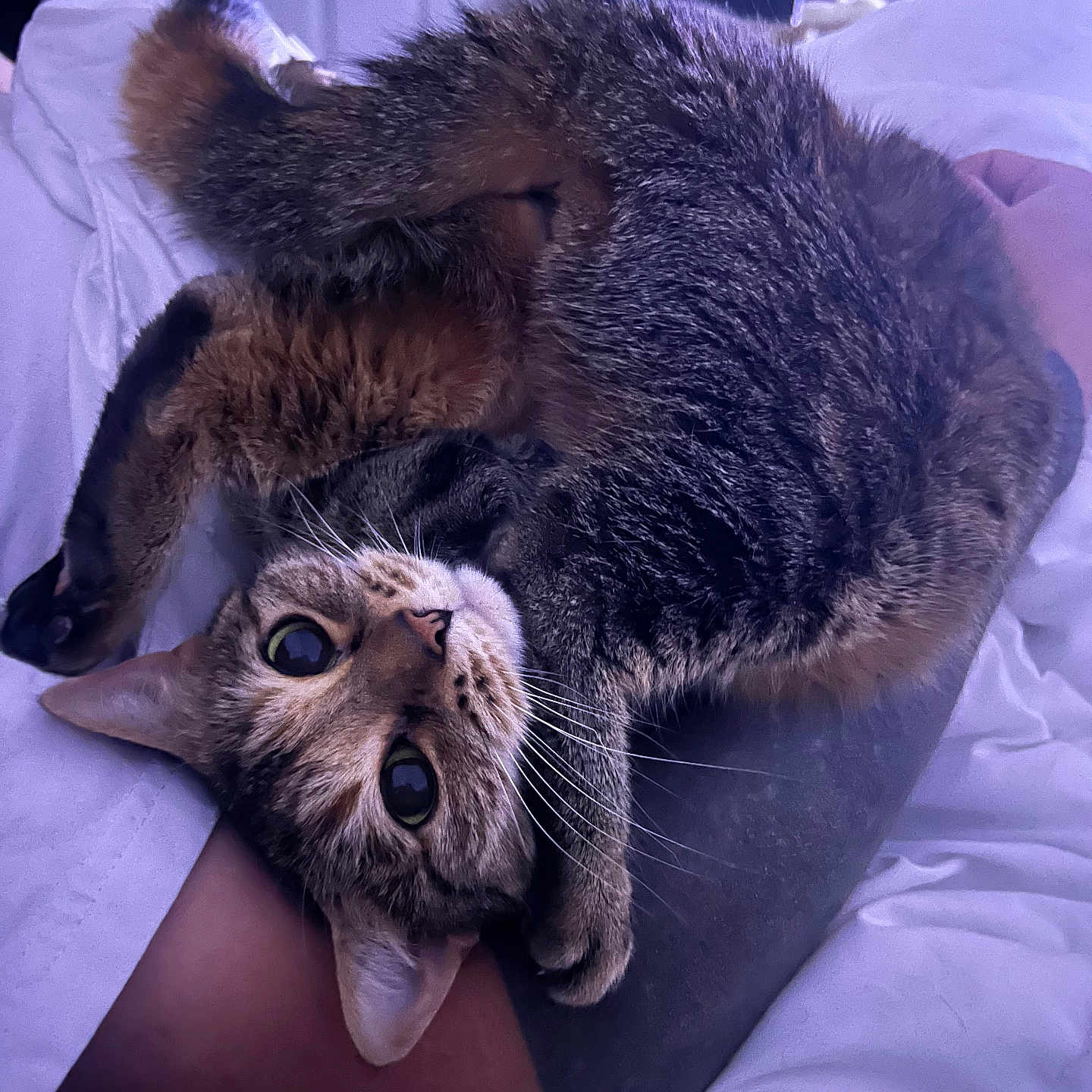 Juliet