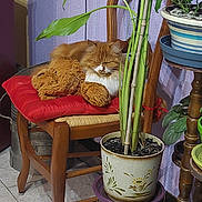 Nala a rejoint le concours — aidez-le/la à gagner de superbes lots ! cat, orange_cat, sleeping_cat, chair, wooden_chair, red_cushion, stuffed_toy, teddy_bear, potted_plant, plant_stem, leaves, indoor, tile_floor, pottery, home_interior, furniture, cozy, pet, resting, closeup