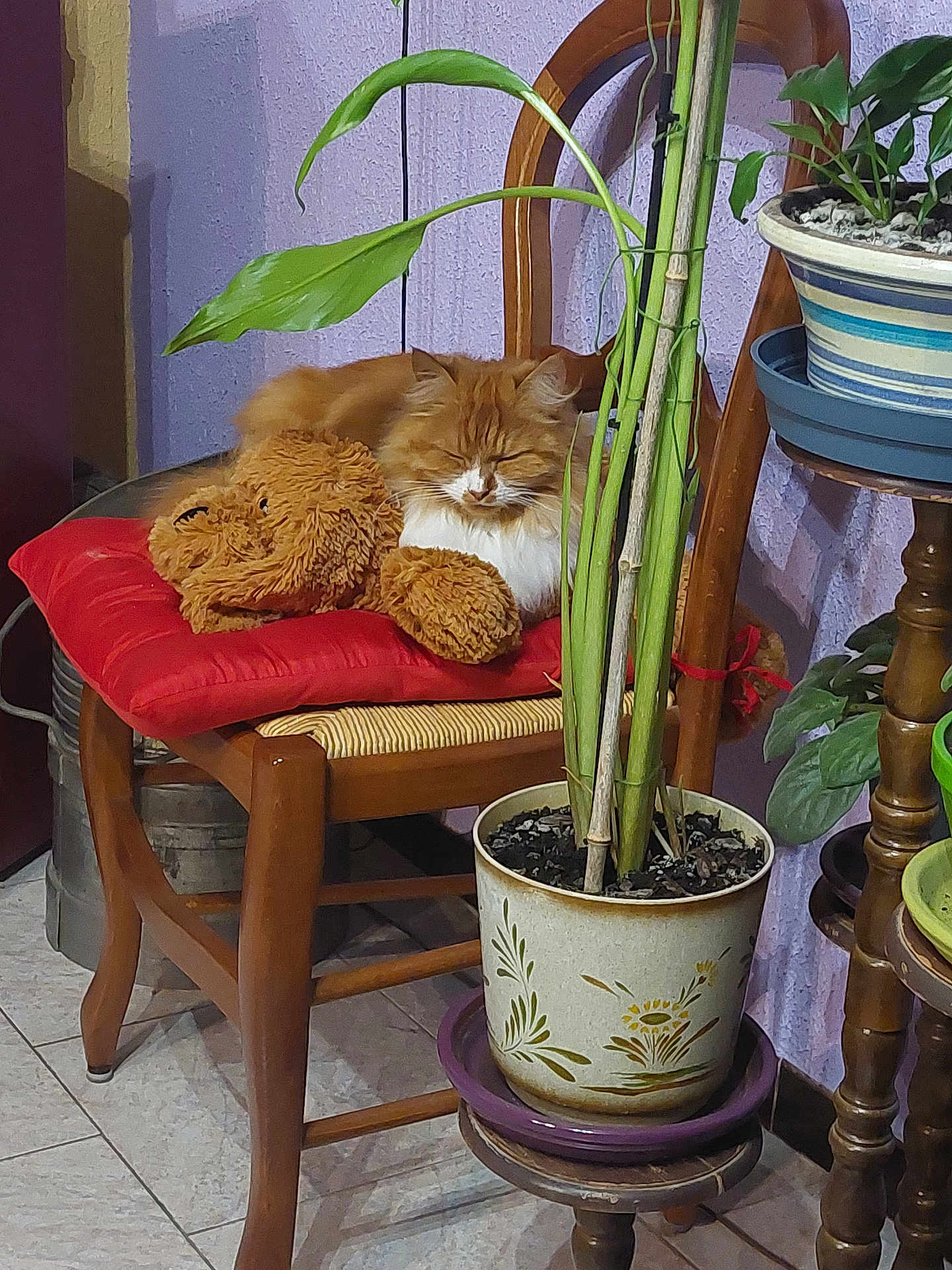 Nala a rejoint le concours — aidez-le/la à gagner de superbes lots ! cat, orange_cat, sleeping_cat, chair, wooden_chair, red_cushion, stuffed_toy, teddy_bear, potted_plant, plant_stem, leaves, indoor, tile_floor, pottery, home_interior, furniture, cozy, pet, resting, closeup