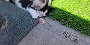 Luna is registered to the contest to win money with this photo: kitten, cat, animal, outdoor, sunlight, concrete, artificial_grass, cuddle, playful, pet, fur, small, black_and_white, white, gray, texture, resting, cute, nature, companionship