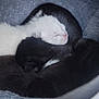 Luna joined the competition — help win amazing prizes! kitten, newborn, sleeping, fur, black, white, pile, cozy, cute, animal, pet, soft, blanket, snuggle, young, mammal, resting, closeup, domestic, tiny