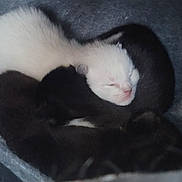 Luna is registered to the contest to win money with this photo: kitten, newborn, sleeping, white_kitten, black_kitten, animal, pet, fur, cute, nest, soft, cozy, pile, resting, indoors, closeup, peaceful, tiny, mammal, young